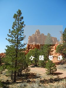 小菠萝违法吗 小菠萝违法吗