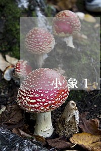 小象1790逾期费 小象1790逾期费