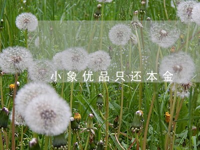 小象优品只还本金