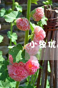 小象优品逾期影响信用卡吗 小象优品逾期影响信用卡吗