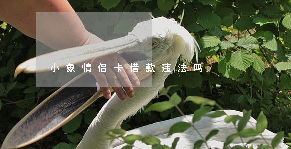 小象情侣卡借款违法吗
