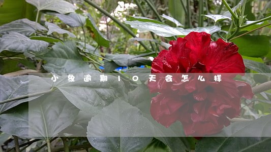 小象逾期10天会怎么样 小象逾期10天会怎么样