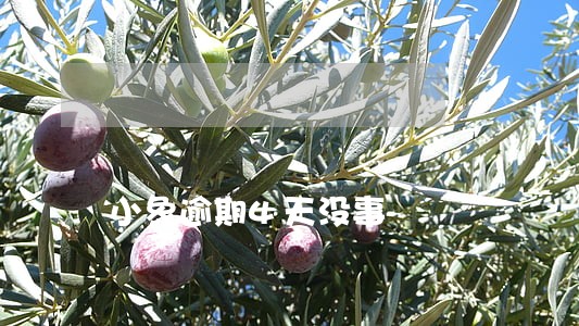 小象逾期4天没事 小象逾期4天没事