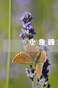 小象颜值网贷逾期怎么办