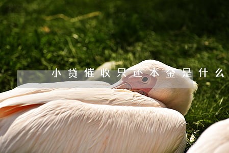 小贷催收只还本金是什么意思 小贷催收只还本金是什么意思