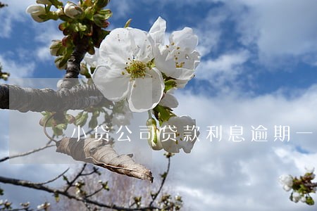 小贷公司贷款利息逾期一天 小贷公司贷款利息逾期一天