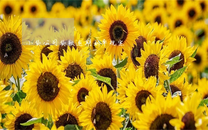 小贷公司贷款逾期利率规定