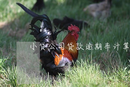小贷公司贷款逾期率计算公式 小贷公司贷款逾期率计算公式