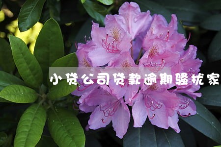 小贷公司贷款逾期骚扰家人 小贷公司贷款逾期骚扰家人