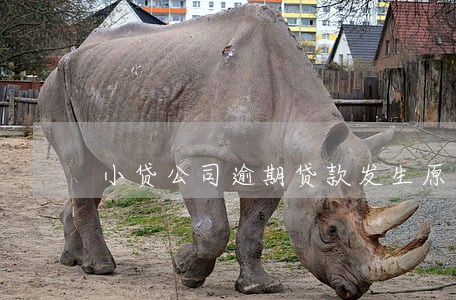 小贷公司逾期贷款发生原因 小贷公司逾期贷款发生原因