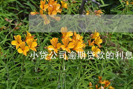 小贷公司逾期贷款的利息计算 小贷公司逾期贷款的利息计算