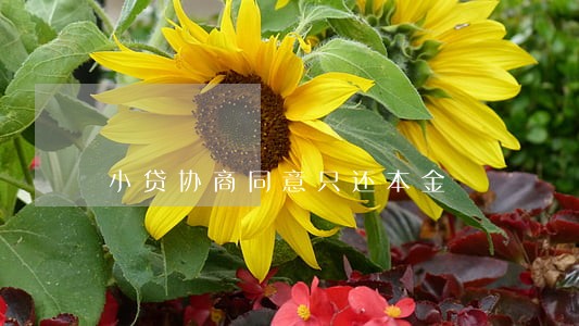 小贷协商同意只还本金 小贷协商同意只还本金
