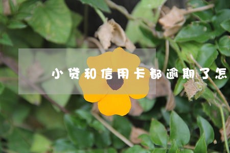 小贷和信用卡都逾期了怎么办