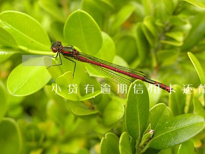 小贷有逾期信用卡还能提额吗 小贷有逾期信用卡还能提额吗
