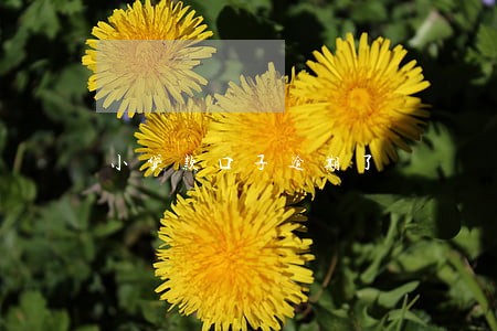 小贷款口子逾期了