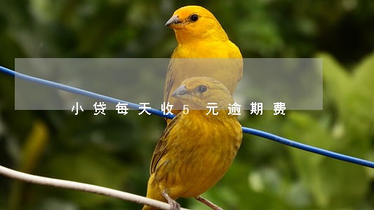 小贷每天收5元逾期费 小贷每天收5元逾期费