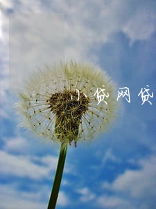 小贷网贷逾期 小贷网贷逾期