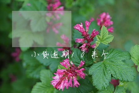 小贷逾期10来个 小贷逾期10来个