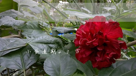 小贷逾期20万