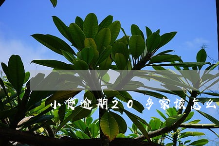 小贷逾期20多家该怎么办 小贷逾期20多家该怎么办