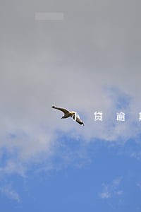 小贷逾期上哪里的信用 小贷逾期上哪里的信用