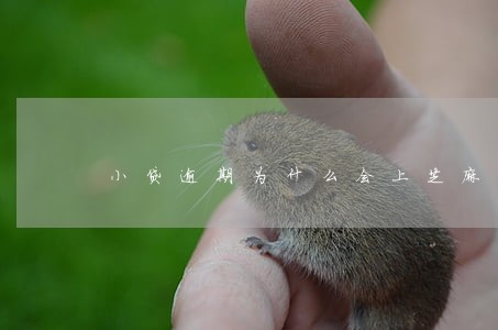 小贷逾期为什么会上芝麻信用