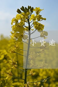 小贷逾期信用卡会降额度吗 小贷逾期信用卡会降额度吗