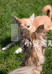 小贷逾期信用卡爆卡 小贷逾期信用卡爆卡