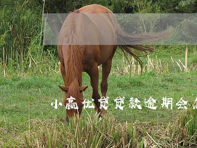 小赢优贷贷款逾期会怎样 小赢优贷贷款逾期会怎样