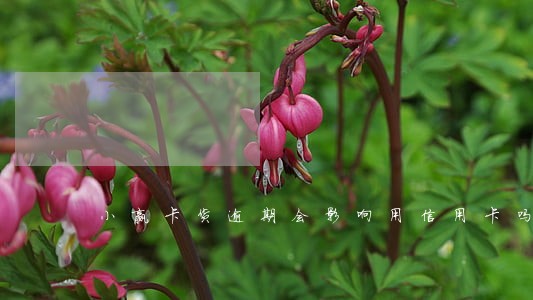 小赢卡货逾期会影响用信用卡吗