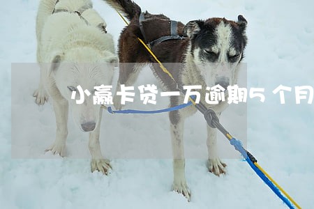 小赢卡贷一万逾期5个月不还 小赢卡贷一万逾期5个月不还