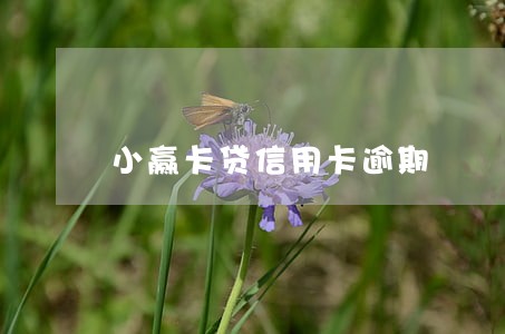 小赢卡贷信用卡逾期 小赢卡贷信用卡逾期