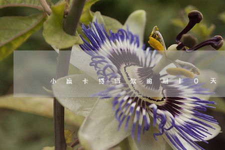 小赢卡贷借款逾期10天 小赢卡贷借款逾期10天