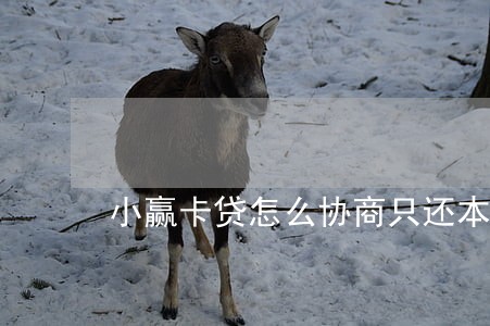小赢卡贷怎么协商只还本金
