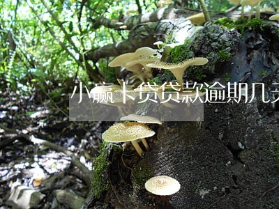 小赢卡贷贷款逾期几天上征信 小赢卡贷贷款逾期几天上征信