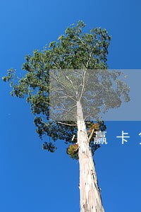 小赢卡贷逾期10天会怎么