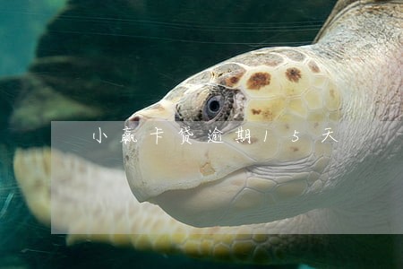 小赢卡贷逾期15天 小赢卡贷逾期15天