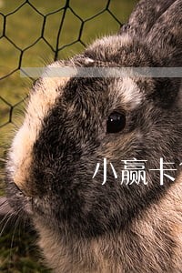 小赢卡贷逾期200多天 小赢卡贷逾期200多天