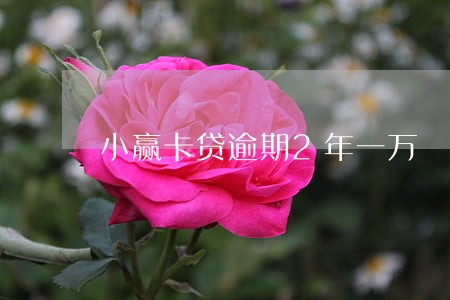 小赢卡贷逾期2年一万 小赢卡贷逾期2年一万