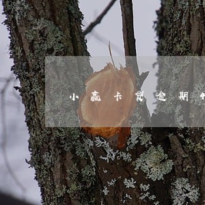 小赢卡贷逾期4万