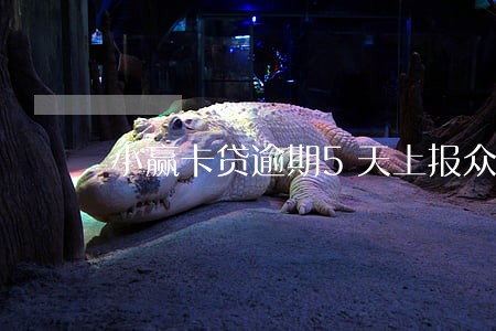 小赢卡贷逾期5天上报众安保险 小赢卡贷逾期5天上报众安保险