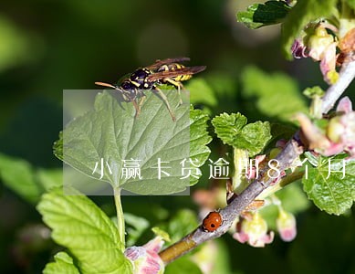小赢卡贷逾期8个月啦 小赢卡贷逾期8个月啦
