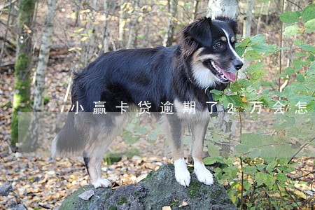 小赢卡贷逾期了2万会怎么样 小赢卡贷逾期了2万会怎么样