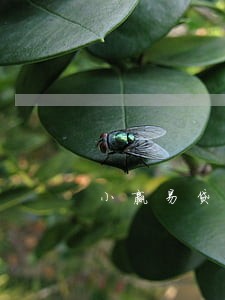 小赢易贷只还本金 小赢易贷只还本金