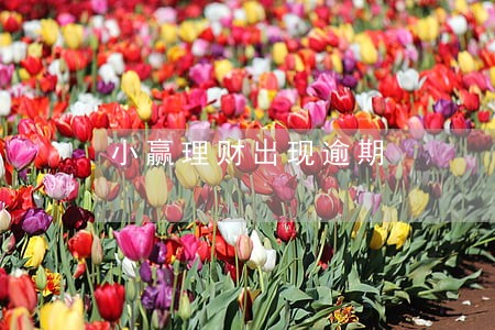 小赢理财出现逾期 小赢理财出现逾期