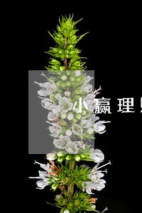 小赢理财逾期多久上征信 小赢理财逾期多久上征信