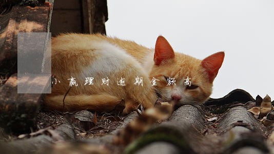 小赢理财逾期金额高 小赢理财逾期金额高