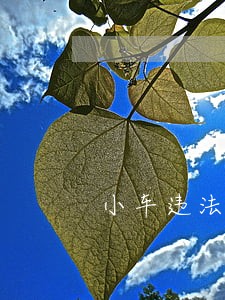 小车违法代码0