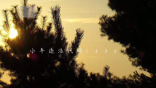 小车违法代码16361