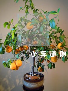 小车逾期年审10天罚款吗 小车逾期年审10天罚款吗